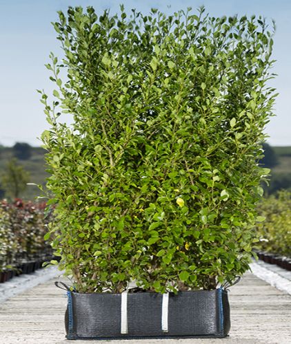 Griselinia littoralis Instant Hedge in Hedge Bag 100cm long x 150cm high x 40cm deep